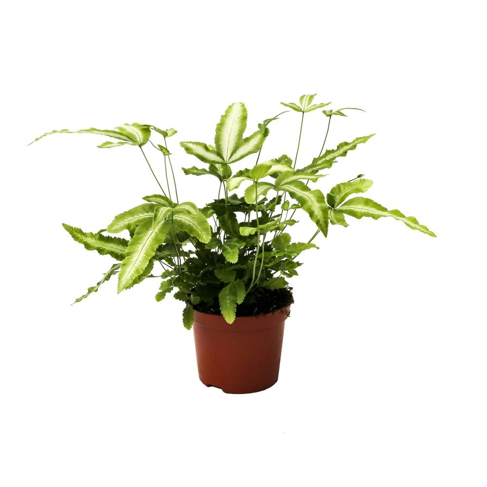 Pteris