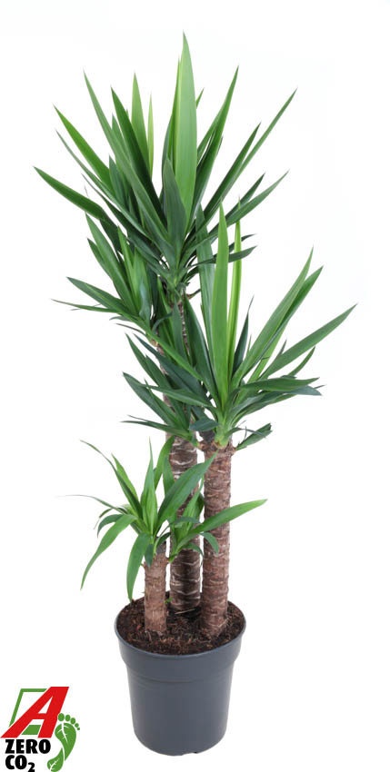 yucca