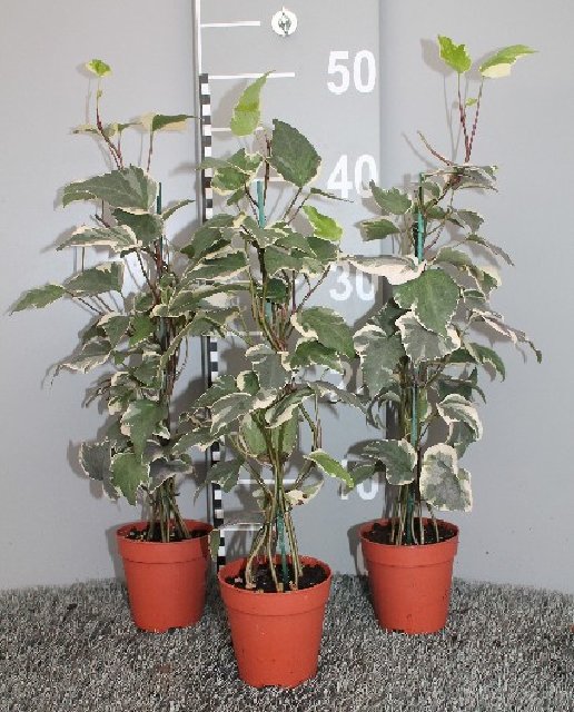 plantes vertes