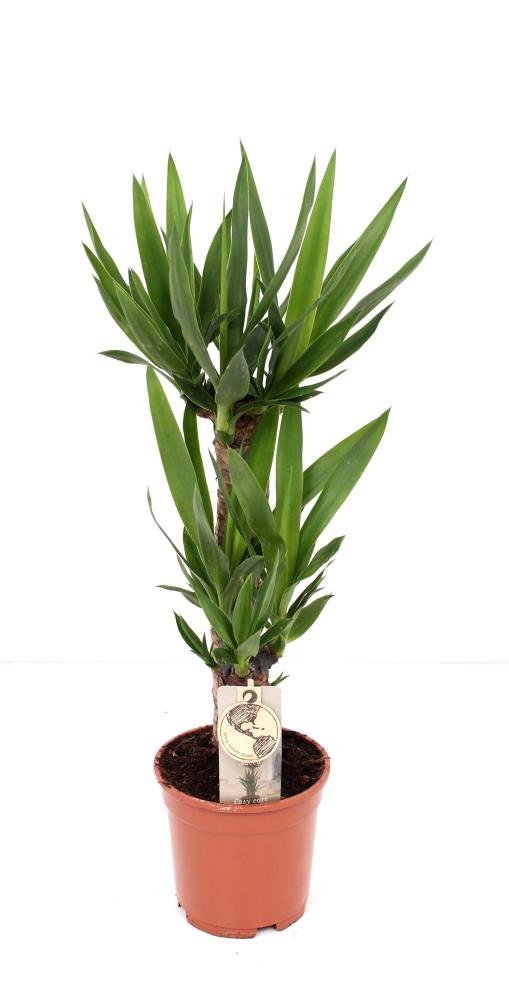 yucca