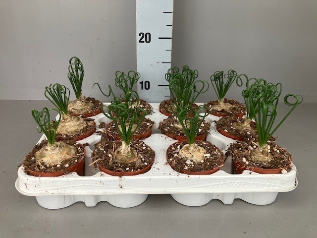 Albuca