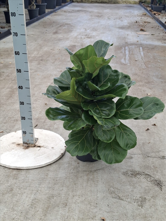 Ficus