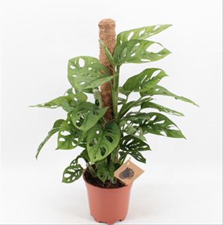 Philodendron