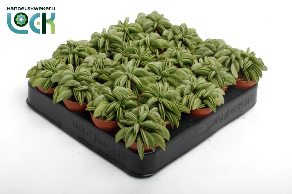 peperomia