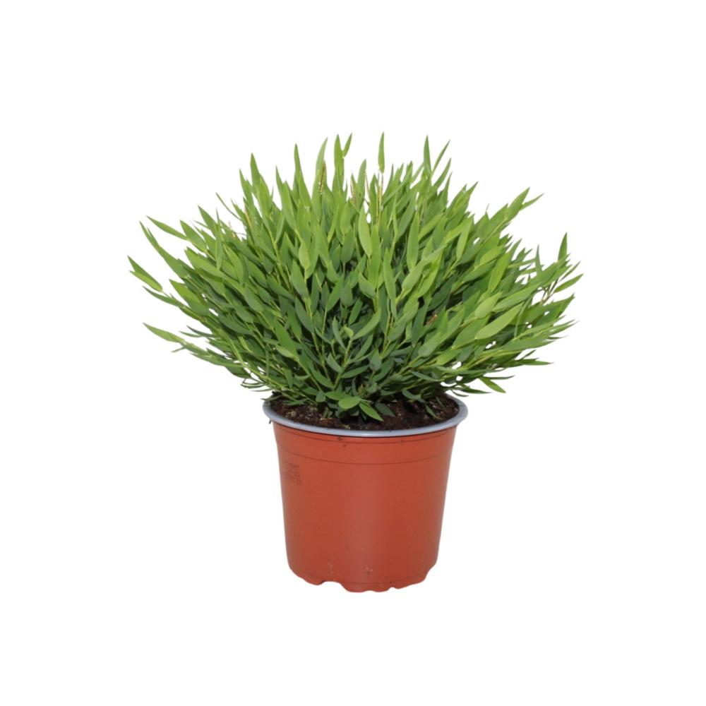 Pogonatherum