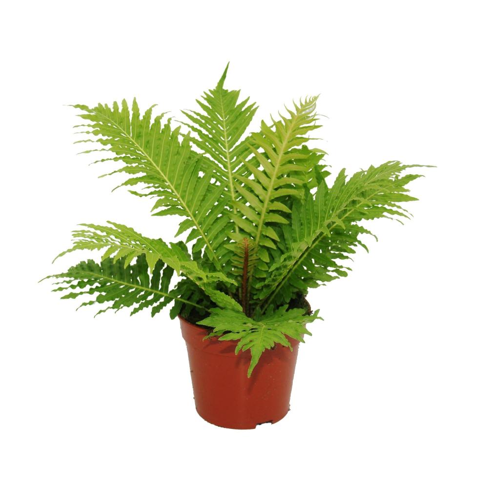 Blechnum