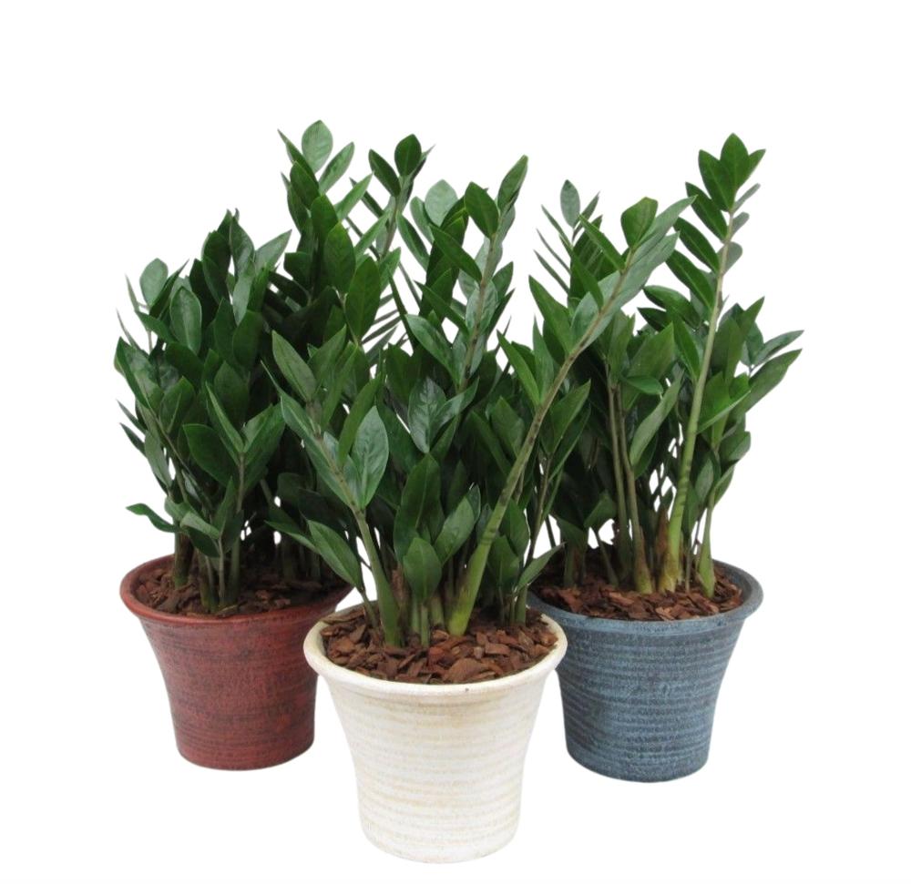 zamioculcas