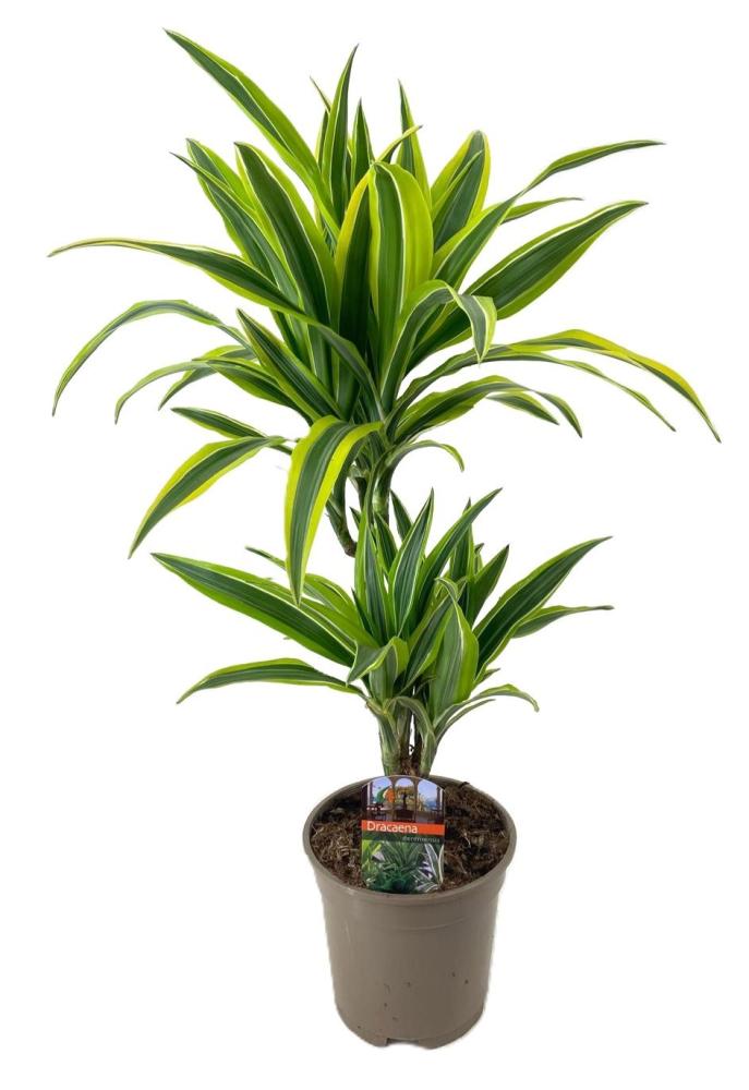 dracaena