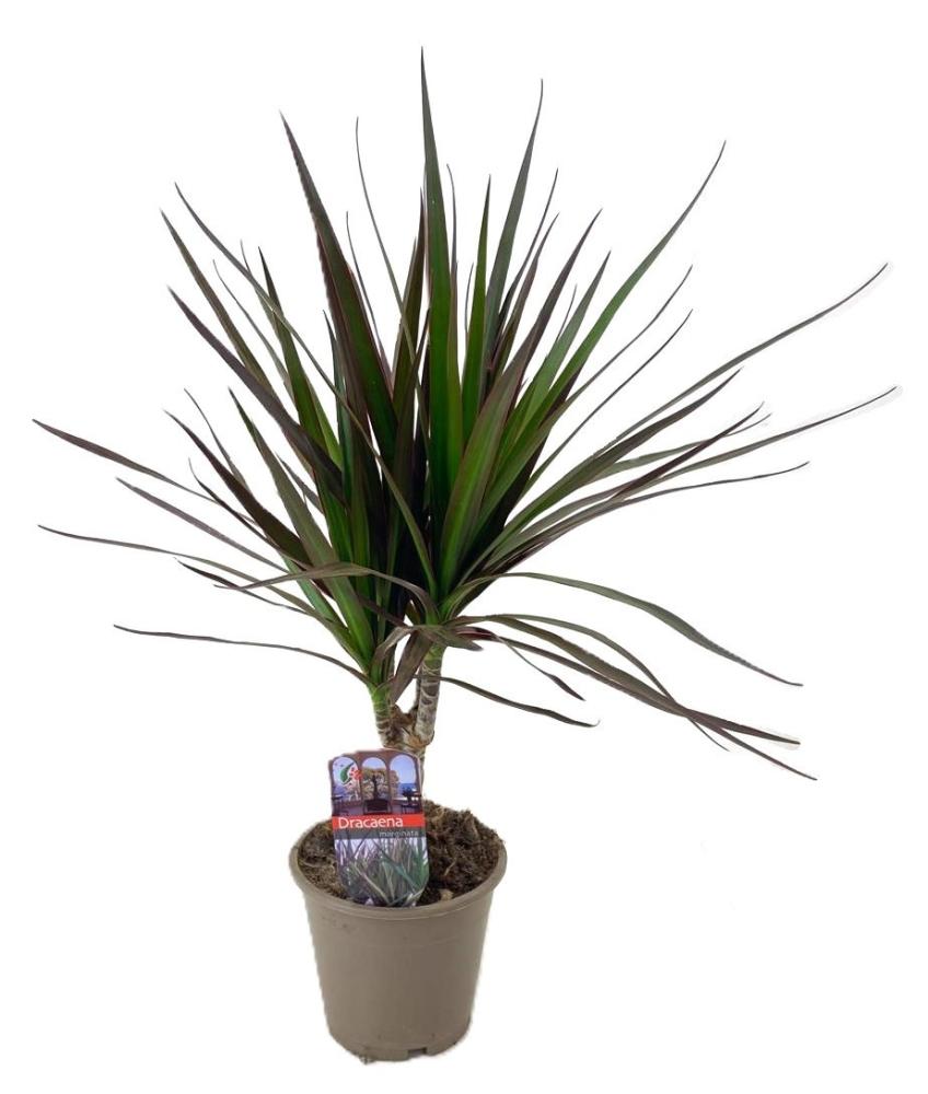 dracaena