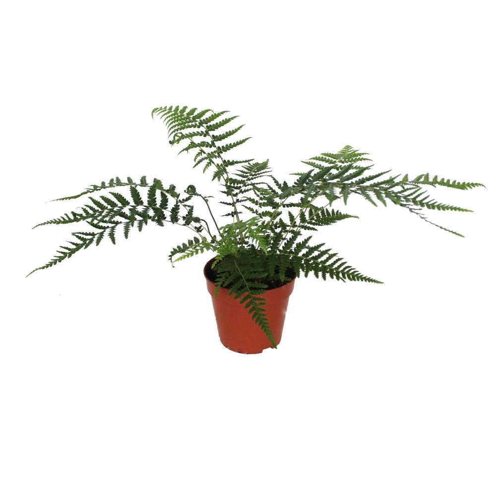 dicksonia