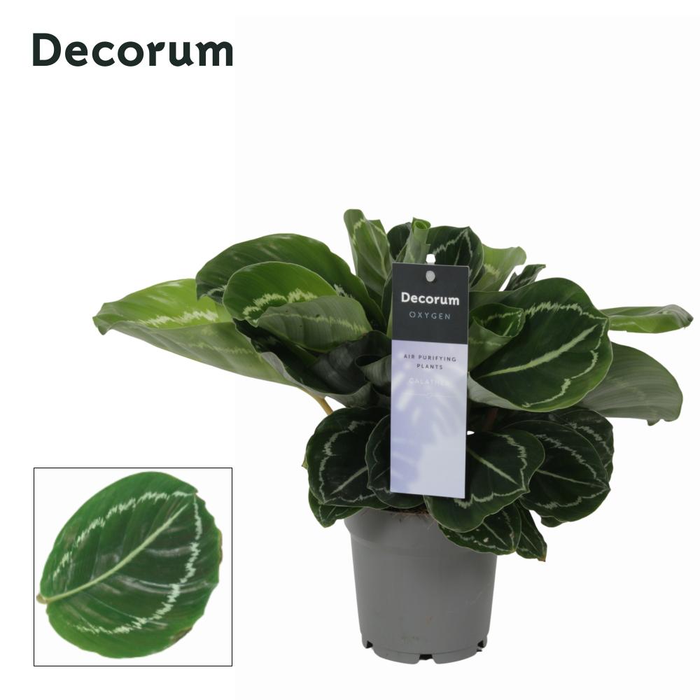 calathea