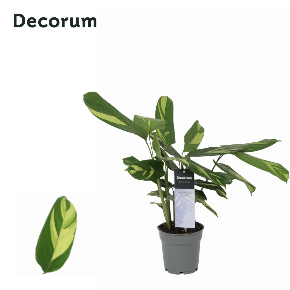 ctenanthe