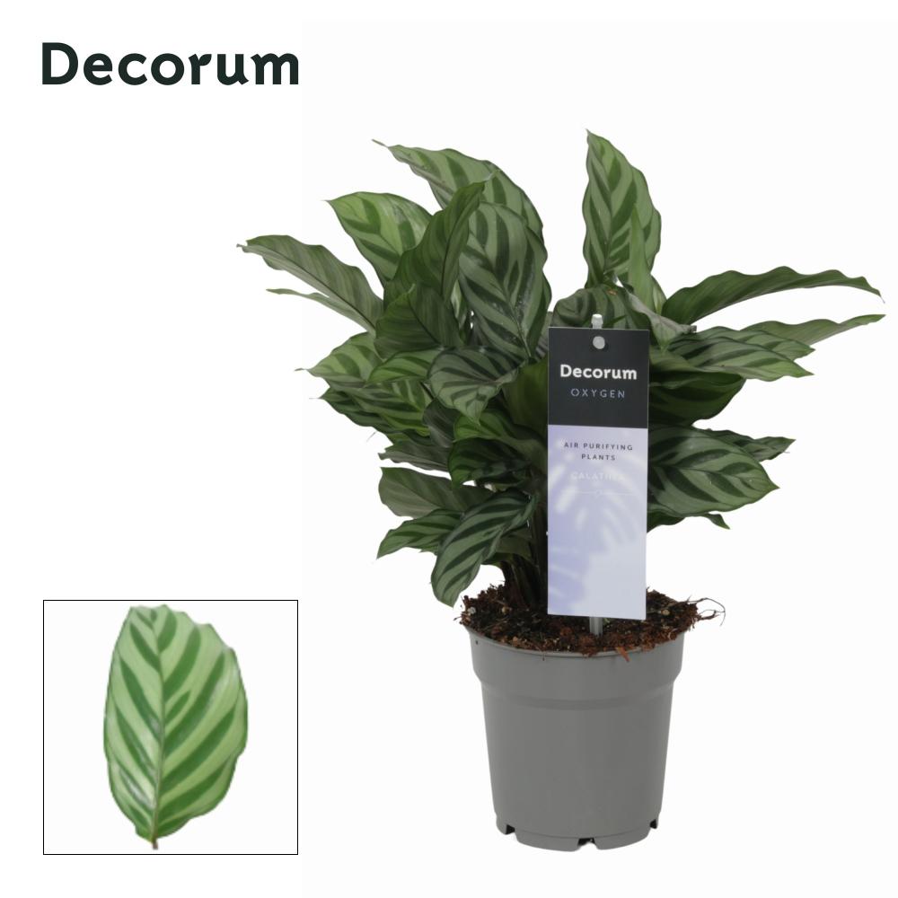 calathea