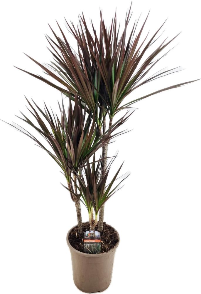 dracaena