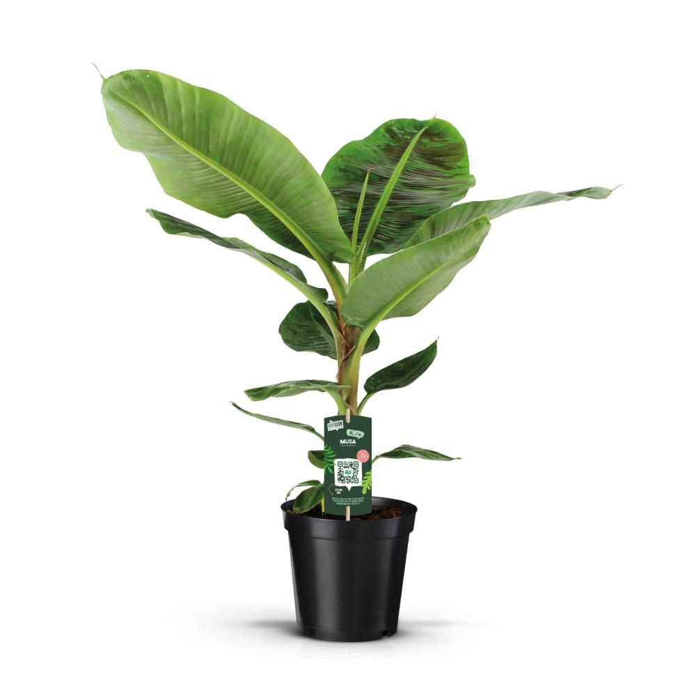 musa