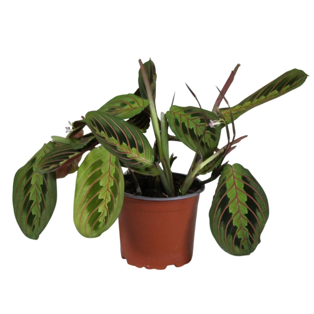 Maranta