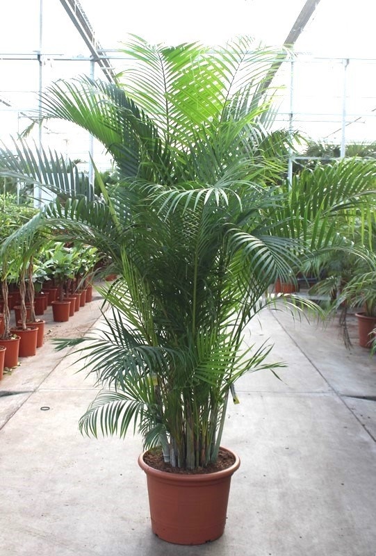 Dypsis-areca