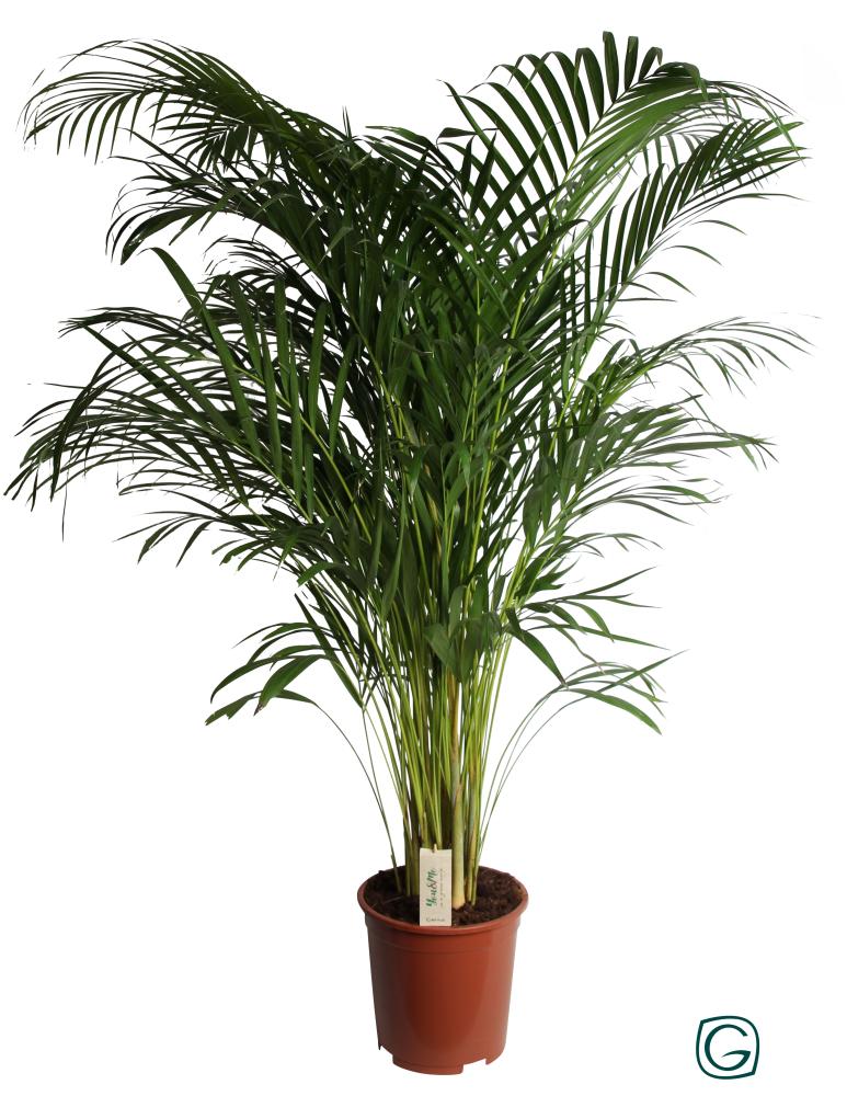 Dypsis-areca