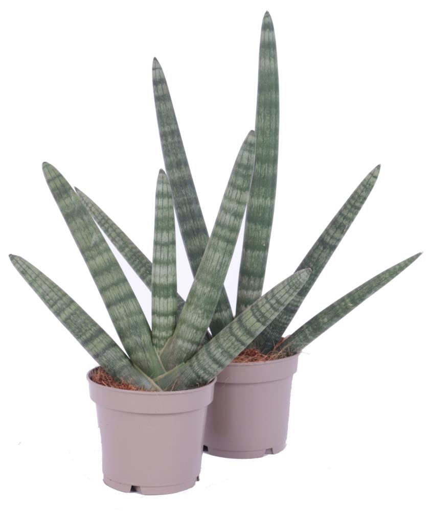sansevieria