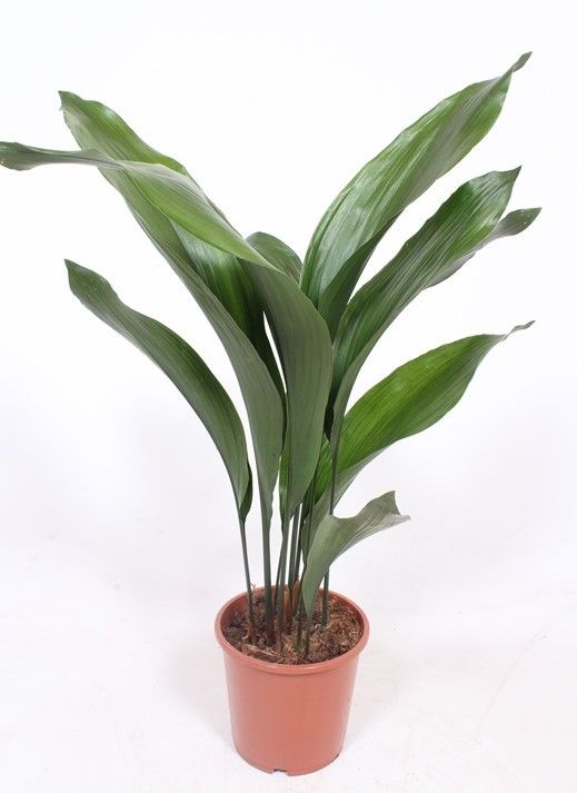 Aspidistra