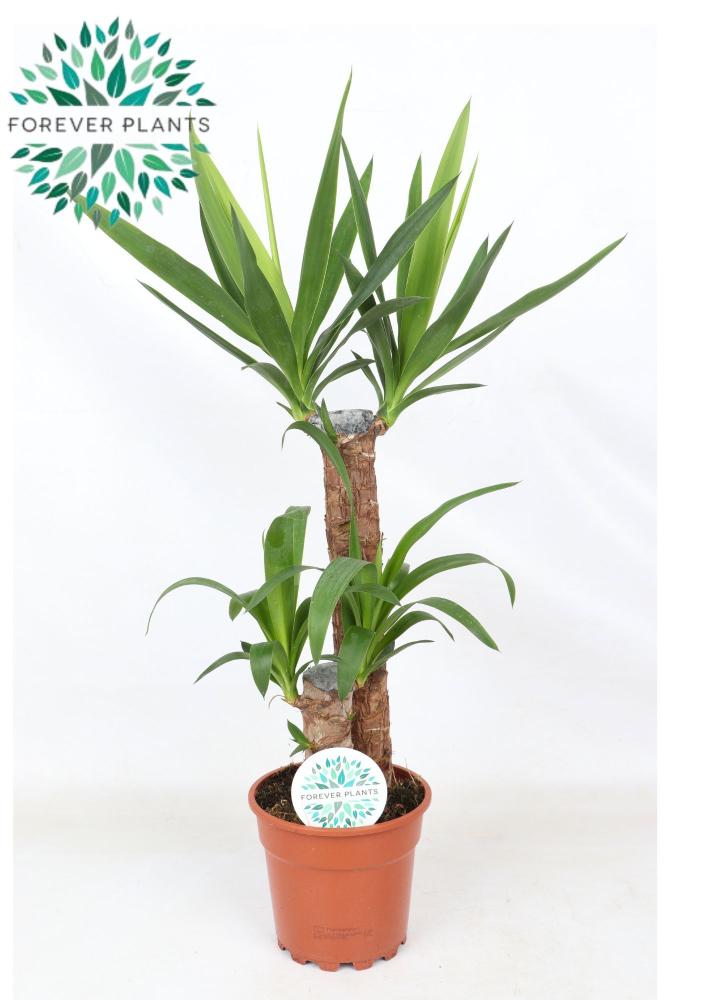 yucca