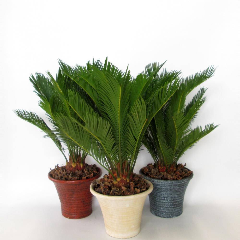 Cycas