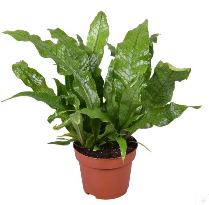 Microsorum