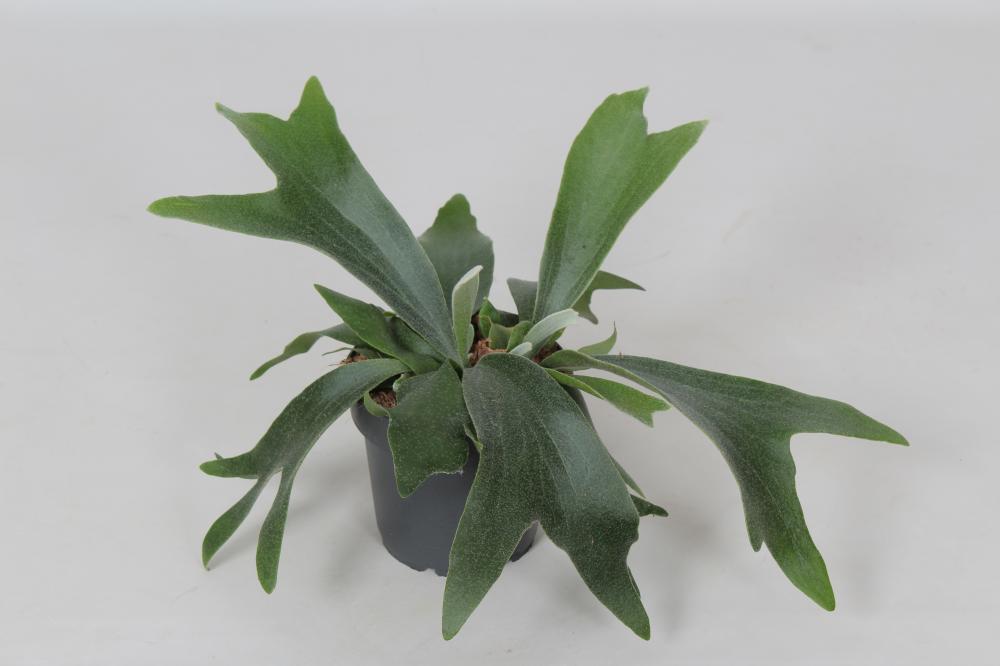 Platycerium
