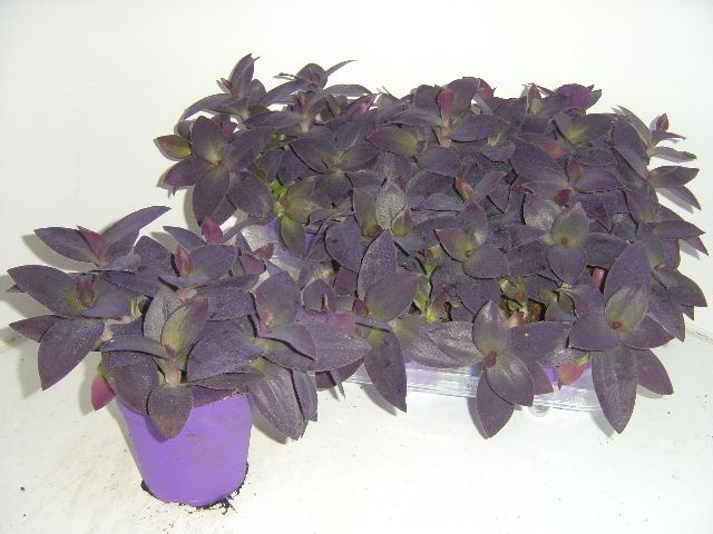 Tradescantia