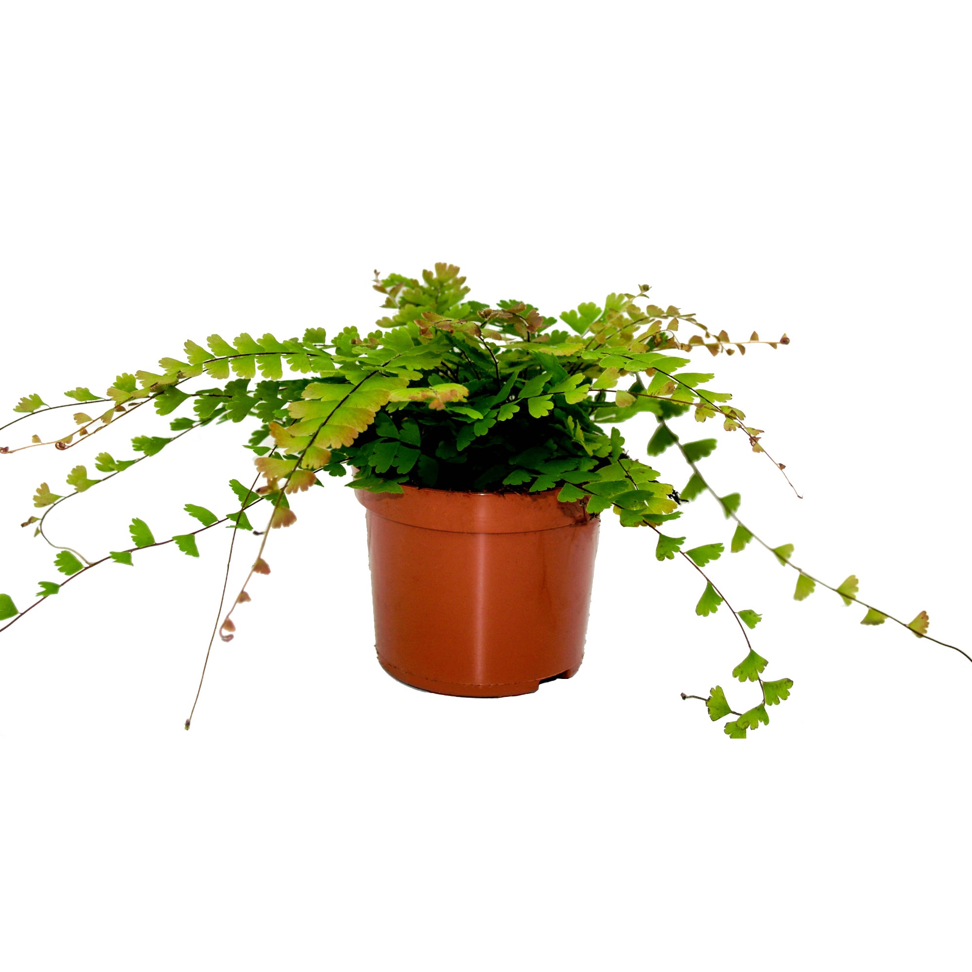adiantum