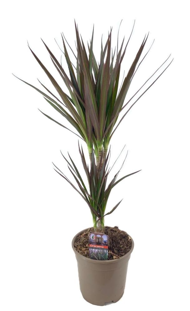 dracaena
