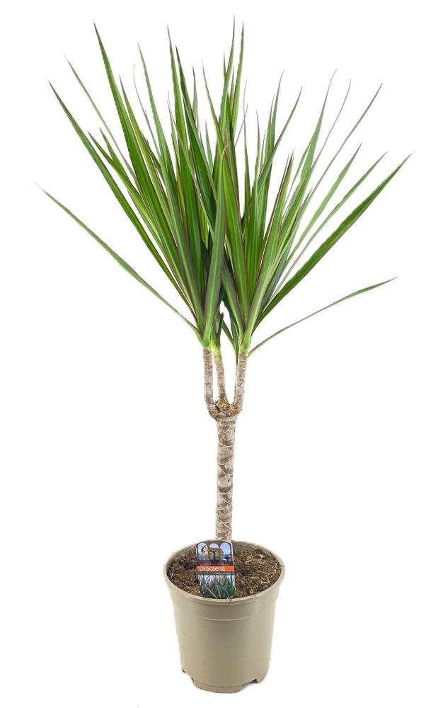 dracaena