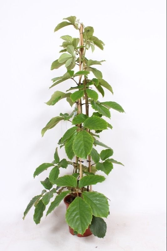 Tetrastigma