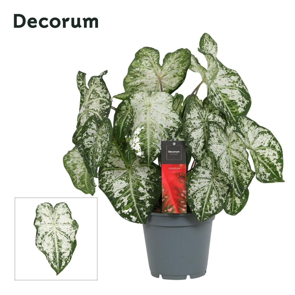 Caladium