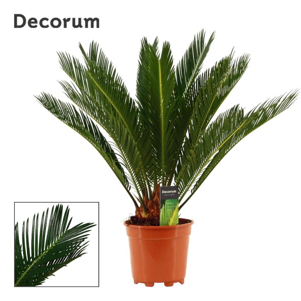 Cycas