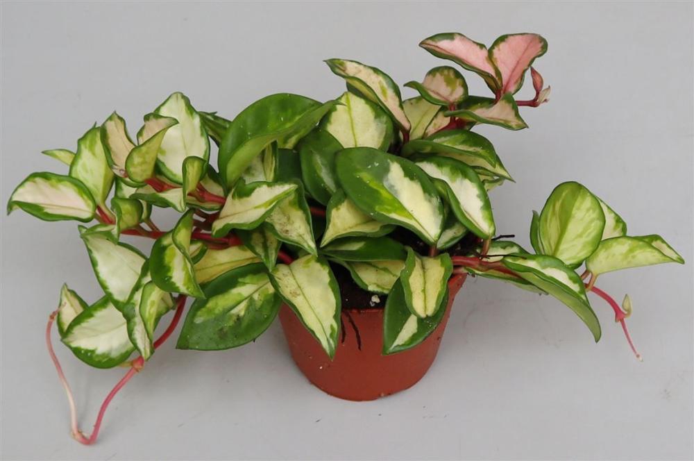 Hoya