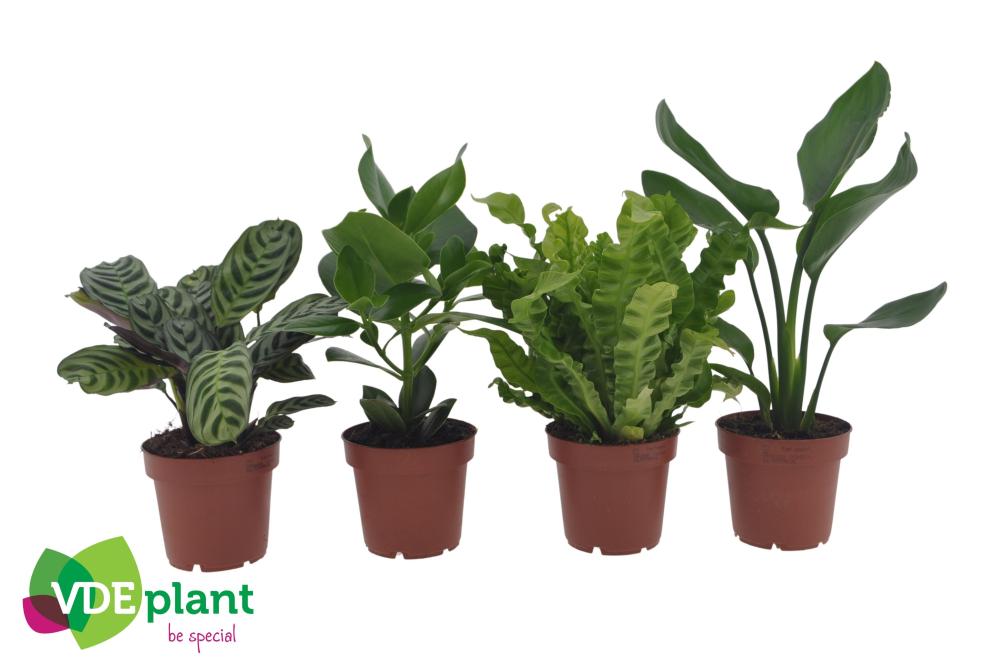 Plantes mix