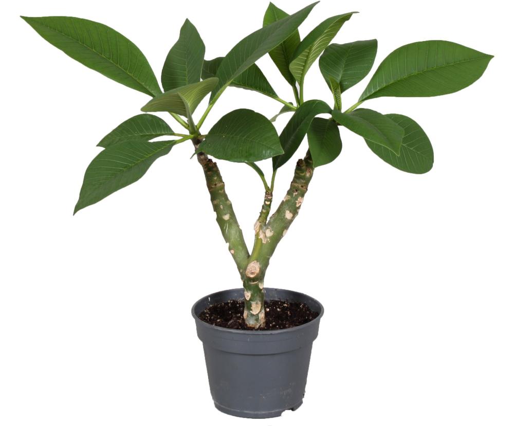 Plumeria