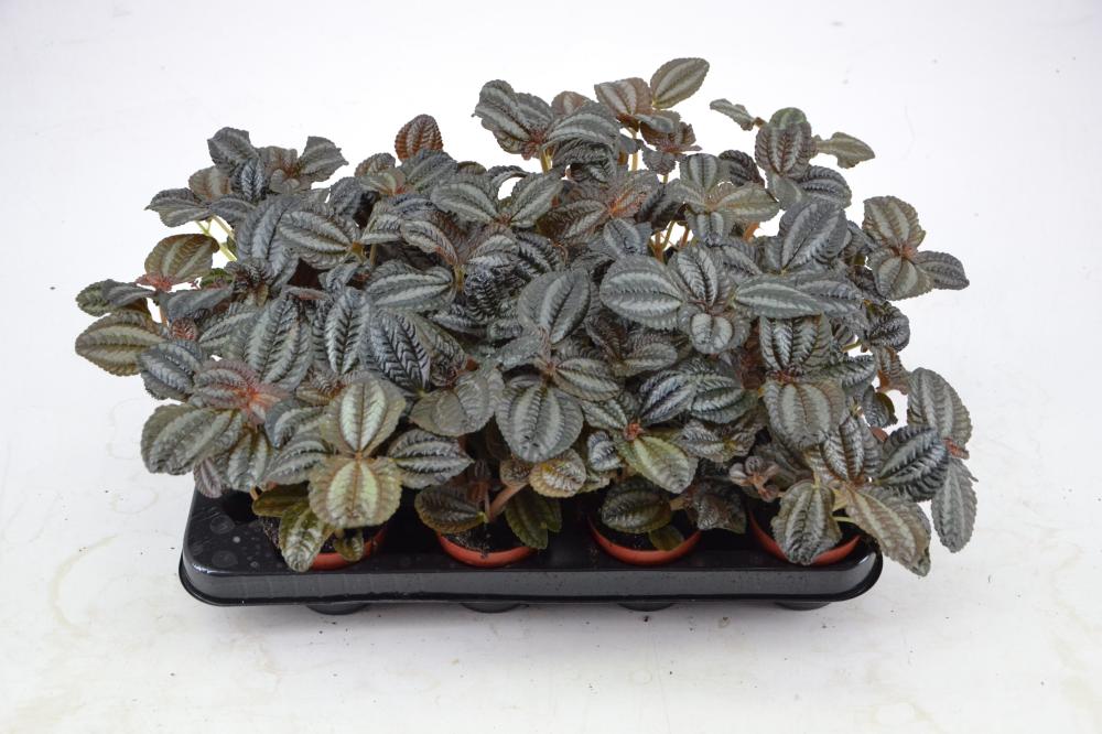 Pilea