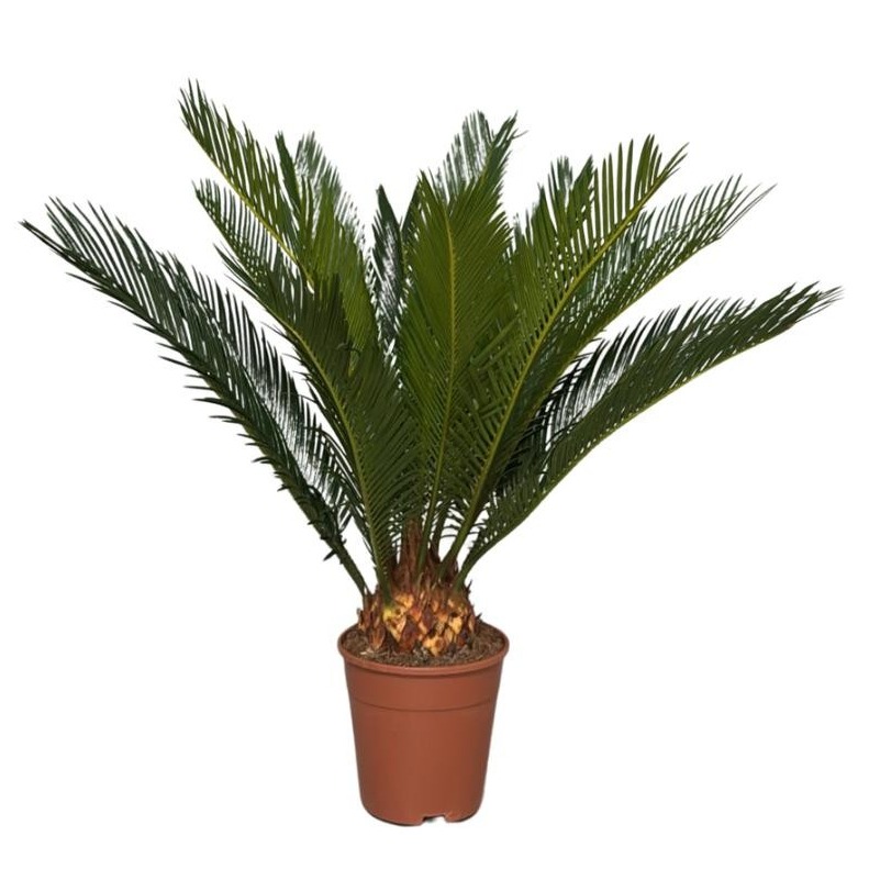 Cycas