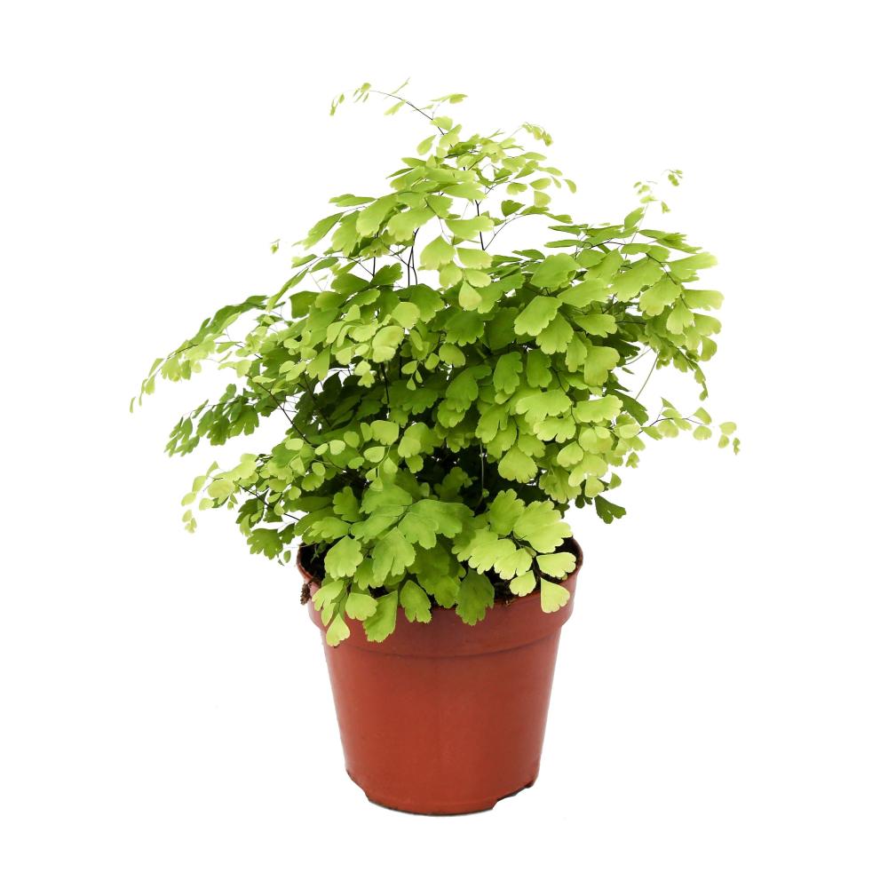 Adiantum