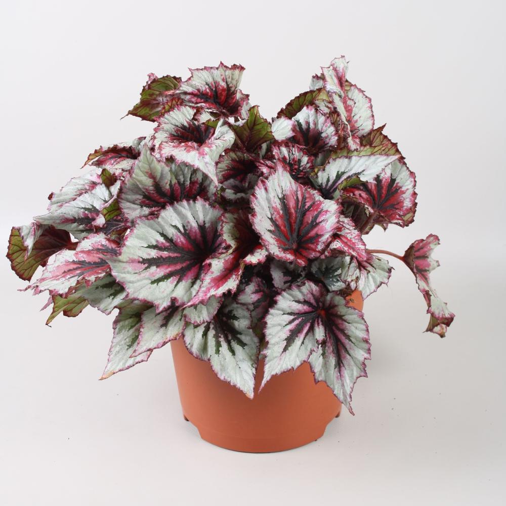 Begonia feuillage