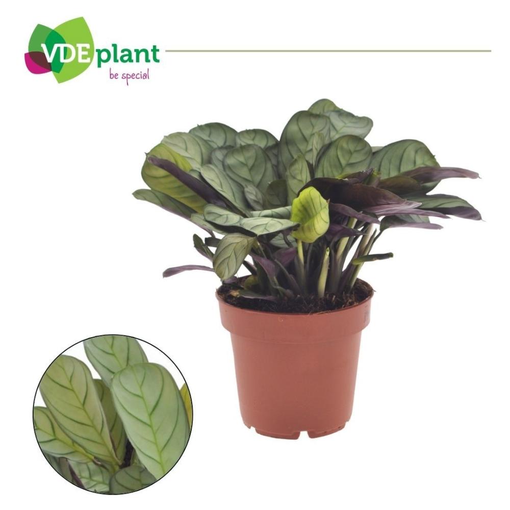 Ctenanthe