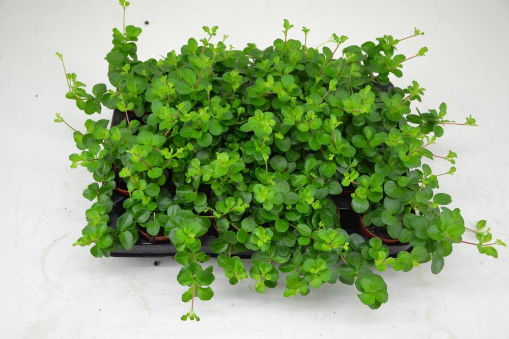 Peperomia