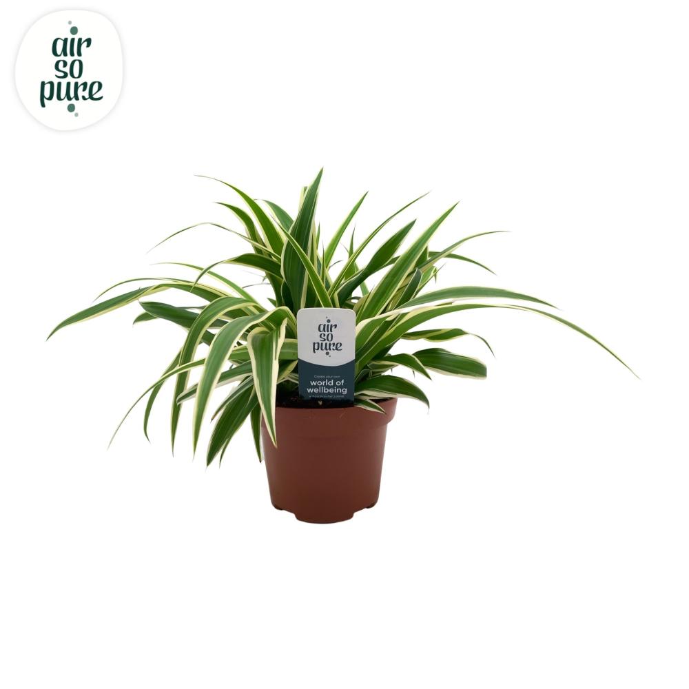 Chlorophytum