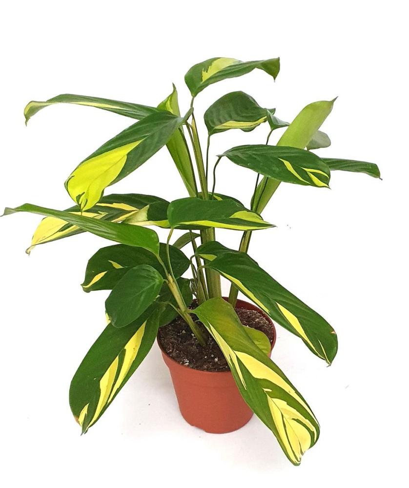 Ctenanthe