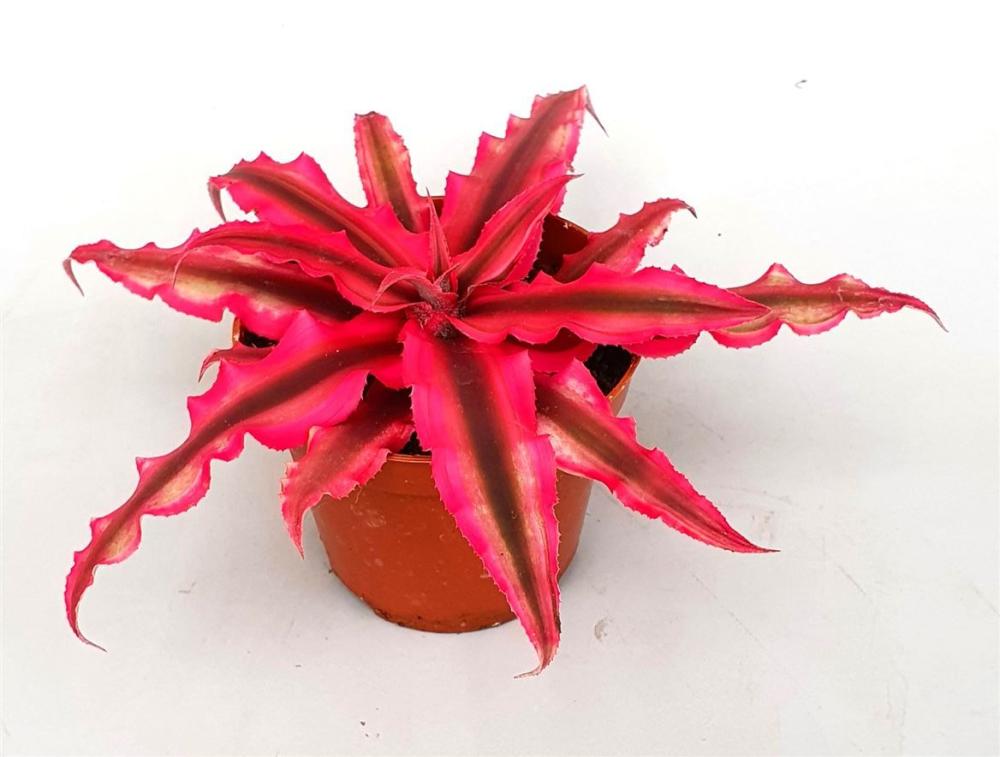 Cryptanthus