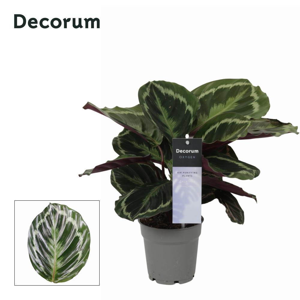 calathea