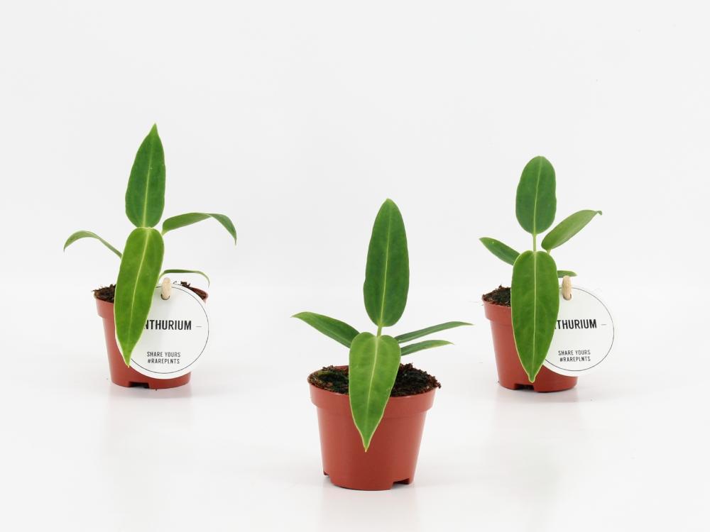 Anthurium
