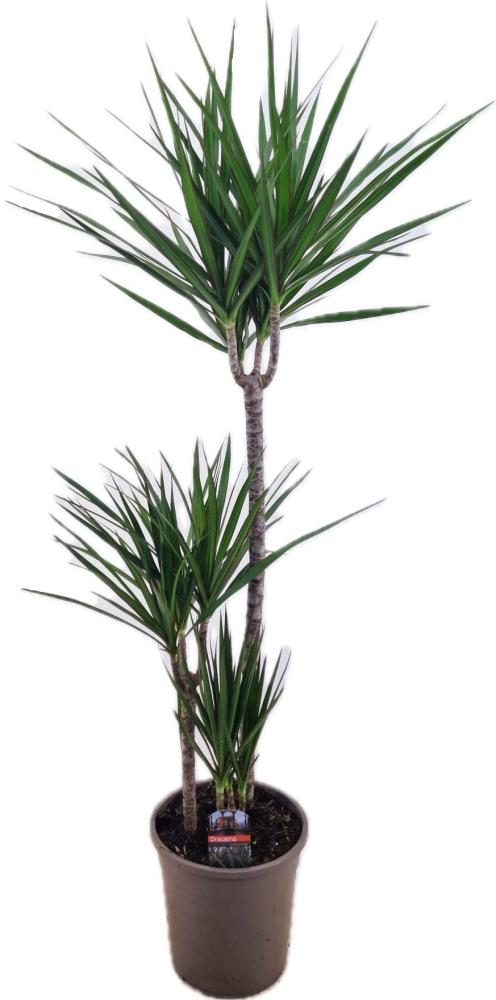 dracaena